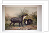 Tapir, 1880 by Joseph Wolf