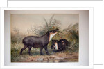 Tapir, 1880 by Joseph Wolf