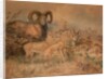 Vigne's Wild Sheep, 1858 by Joseph Wolf