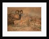 Vigne's Wild Sheep, 1858 by Joseph Wolf