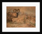 Vigne's Wild Sheep, 1858 by Joseph Wolf