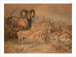 Vigne's Wild Sheep, 1858 by Joseph Wolf