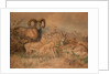 Vigne's Wild Sheep, 1858 by Joseph Wolf