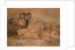 Vigne's Wild Sheep, 1858 by Joseph Wolf