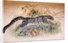 Clouded Leopard, 1851-69 by Joseph Wolf
