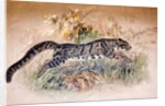 Clouded Leopard, 1851-69 by Joseph Wolf