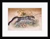 Clouded Leopard, 1851-69 by Joseph Wolf