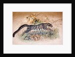 Clouded Leopard, 1851-69 by Joseph Wolf