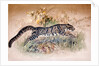 Clouded Leopard, 1851-69 by Joseph Wolf