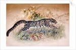 Clouded Leopard, 1851-69 by Joseph Wolf