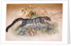 Clouded Leopard, 1851-69 by Joseph Wolf