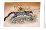 Clouded Leopard, 1851-69 by Joseph Wolf