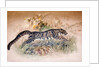 Clouded Leopard, 1851-69 by Joseph Wolf
