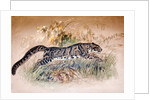 Clouded Leopard, 1851-69 by Joseph Wolf