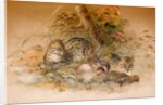 Wagati Cat, 1851-69 by Joseph Wolf