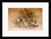 Wagati Cat, 1851-69 by Joseph Wolf