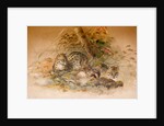 Wagati Cat, 1851-69 by Joseph Wolf
