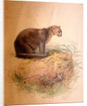 Yaguarundi Cat, 1851-69 by Joseph Wolf