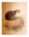 Yaguarundi Cat, 1851-69 by Joseph Wolf