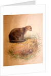 Yaguarundi Cat, 1851-69 by Joseph Wolf