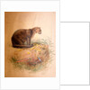 Yaguarundi Cat, 1851-69 by Joseph Wolf