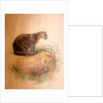 Yaguarundi Cat, 1851-69 by Joseph Wolf