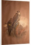 Saker Falcon, 1856-67 by Joseph Wolf