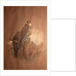 Saker Falcon, 1856-67 by Joseph Wolf