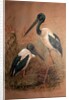 Black-necked Stork, 1856-67 by Joseph Wolf