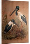 Black-necked Stork, 1856-67 by Joseph Wolf
