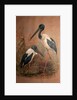 Black-necked Stork, 1856-67 by Joseph Wolf