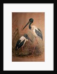 Black-necked Stork, 1856-67 by Joseph Wolf