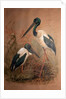 Black-necked Stork, 1856-67 by Joseph Wolf