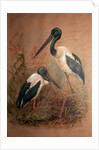 Black-necked Stork, 1856-67 by Joseph Wolf