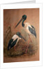 Black-necked Stork, 1856-67 by Joseph Wolf