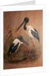 Black-necked Stork, 1856-67 by Joseph Wolf