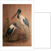 Black-necked Stork, 1856-67 by Joseph Wolf