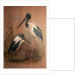 Black-necked Stork, 1856-67 by Joseph Wolf