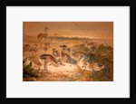 American Rheas, c.1851-76 by Joseph Wolf
