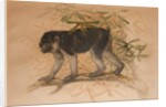 Ashy-black Macaque, 1869 by Joseph Wolf