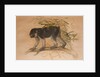 Ashy-black Macaque, 1869 by Joseph Wolf