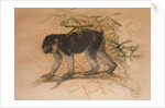 Ashy-black Macaque, 1869 by Joseph Wolf