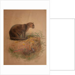 Yaguarundi Cat by Joseph Wolf