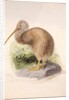 Kiwi, c.1850 by Joseph Wolf