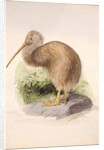 Kiwi, c.1850 by Joseph Wolf