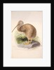 Kiwi, c.1850 by Joseph Wolf