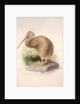 Kiwi, c.1850 by Joseph Wolf
