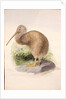 Kiwi, c.1850 by Joseph Wolf