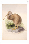Kiwi, c.1850 by Joseph Wolf