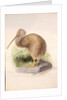 Kiwi, c.1850 by Joseph Wolf